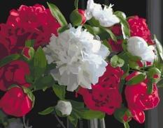 Картина за номерами - Квіти Букет білих і червоних півоній Ідейка (КНО3051)