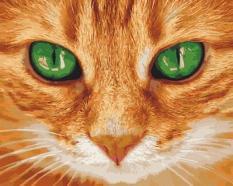 Картина за номерами - Кіт Зелені очі ArtCraft (11620-AC)
